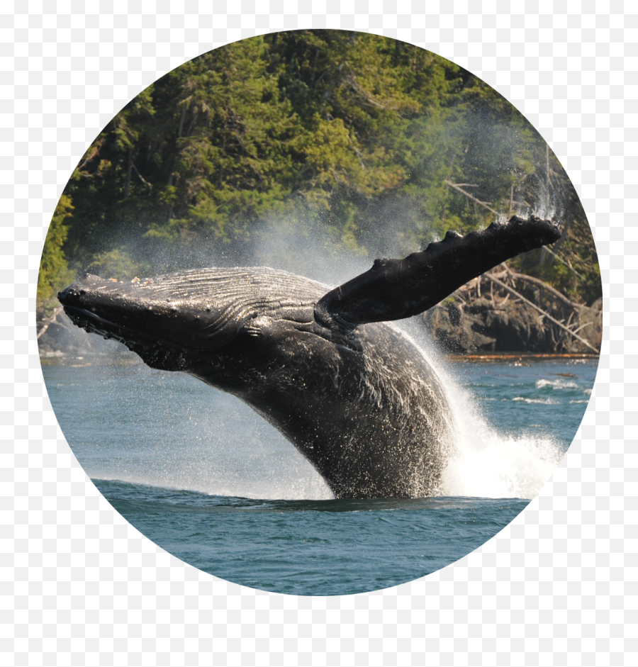Marine Education And Research Society - Sponsorship Hub Emoji,Humpback Whale Png