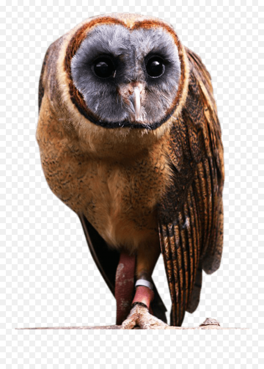Ashy Faced Owls - The Owls Trust Emoji,Barn Owl Png