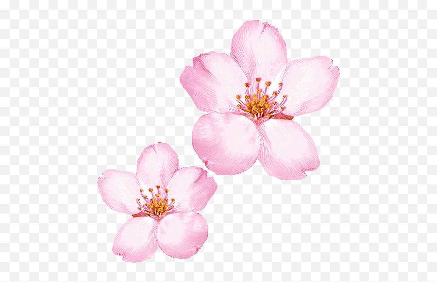 9 Finding The Japan Beneath The Cherry Blossom U2013 Captioning - Cherry Blossom Leaf Texture Emoji,Cherry Blossom Clipart