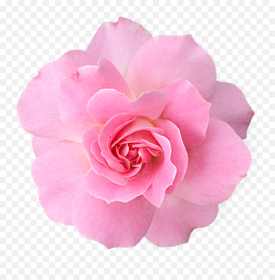 Pink Flowers Png Pic - Flower Pink Png Transparent Emoji,Pink Flower Png