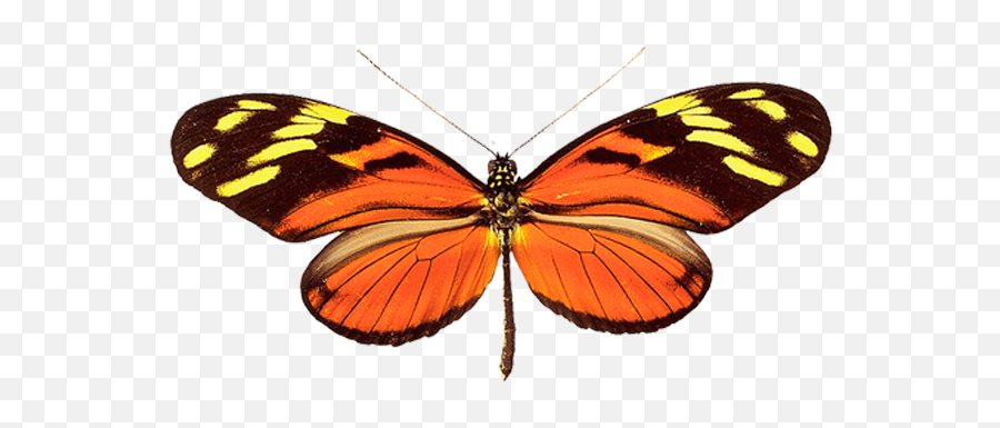 Butterfly Png Image - Butterflies Emoji,Butterfly Png