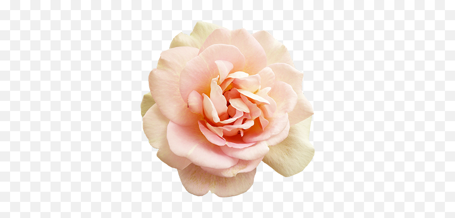 Clipart Of Valentine Day Roses - Blush Rose Png Emoji,White Rose Png
