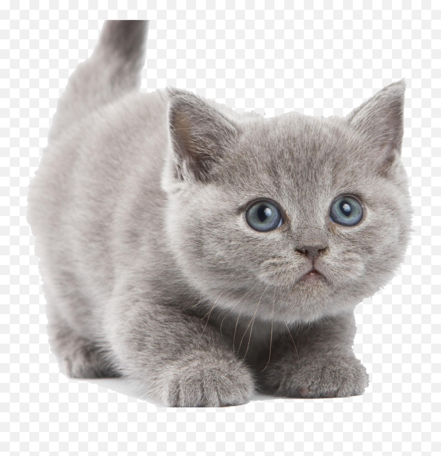 Download Kitten Image Hq Png Image - Transparent Background Kittens Png Emoji,Kitten Png