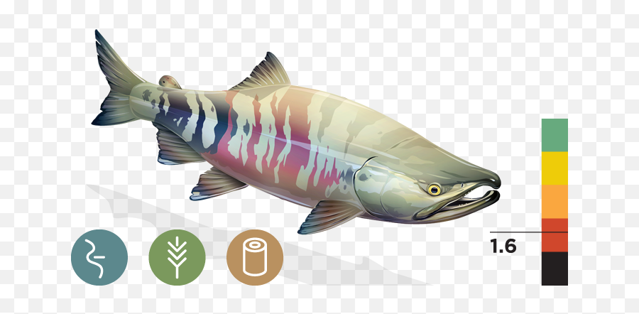 Chum Salmon Transparent U0026 Png Clipart Fr 2648896 - Png Coho Salmon Emoji,Salmon Clipart