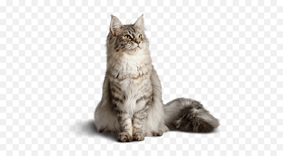 Diamond Care Weight Management Cat Png - Diamond Alimento Para Gatos Emoji,Cats Png