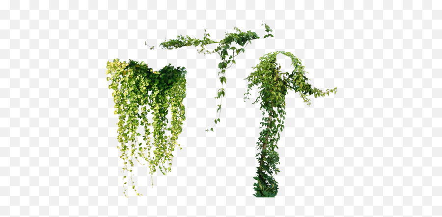 Vines Png Images - Ivy Transparent Creeper Png Emoji,Plants Png