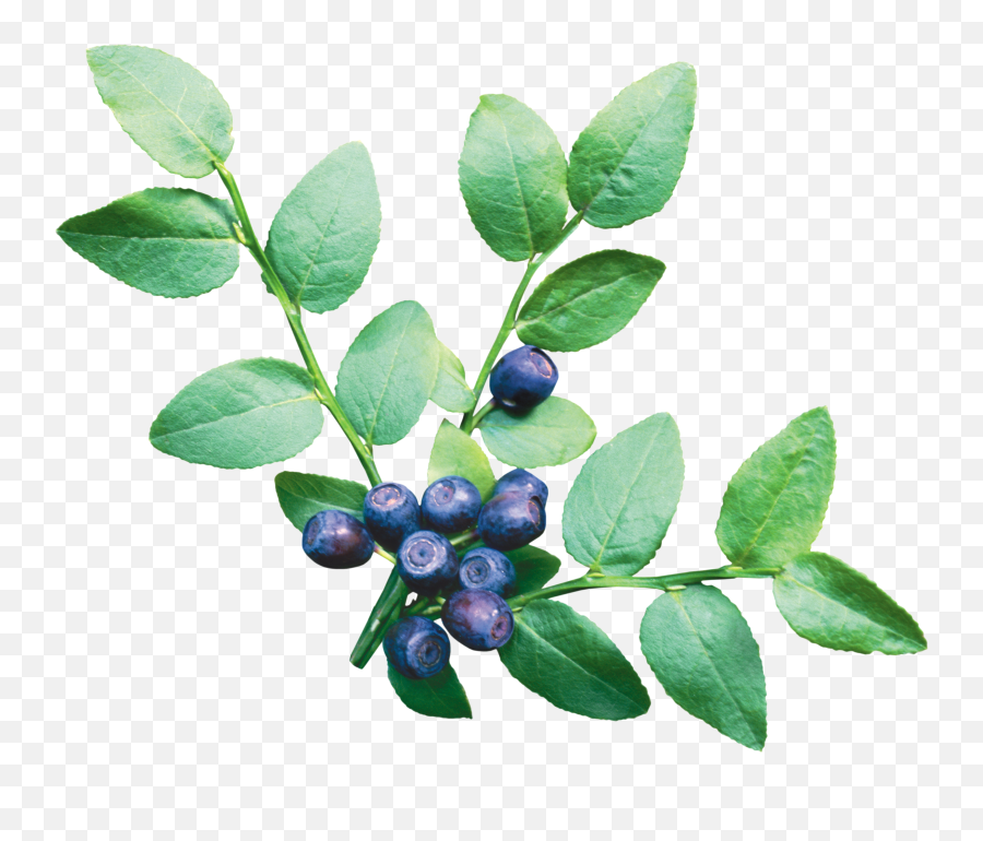 Free Berry Bush - Blueberry Plant Transparent Background Emoji,Bush Png