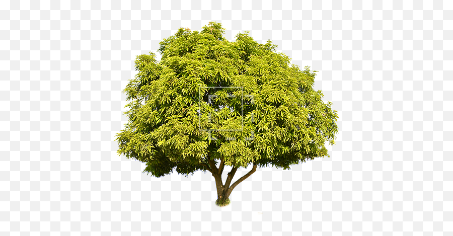 Tall Green Juniper - Short Tree Png 450x450 Png Clipart Emoji,Tall Tree Png