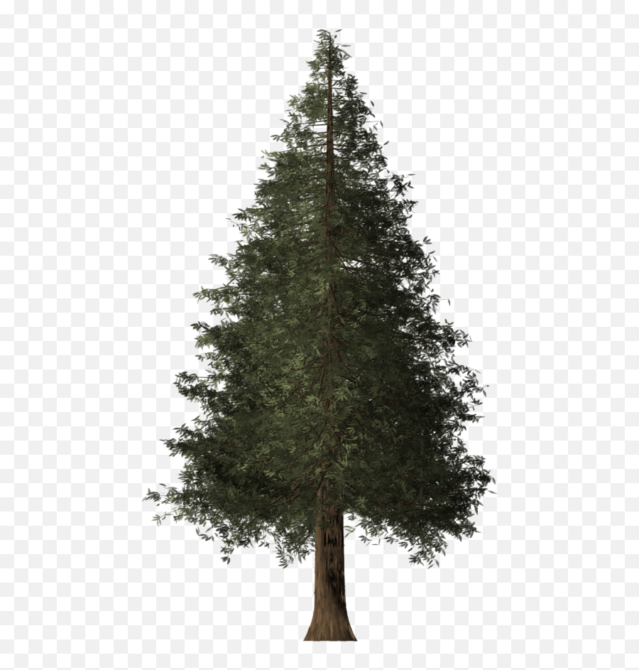 Free Photos Redwood Tree Bark Closeup Search Download Emoji,Tree Bark Png