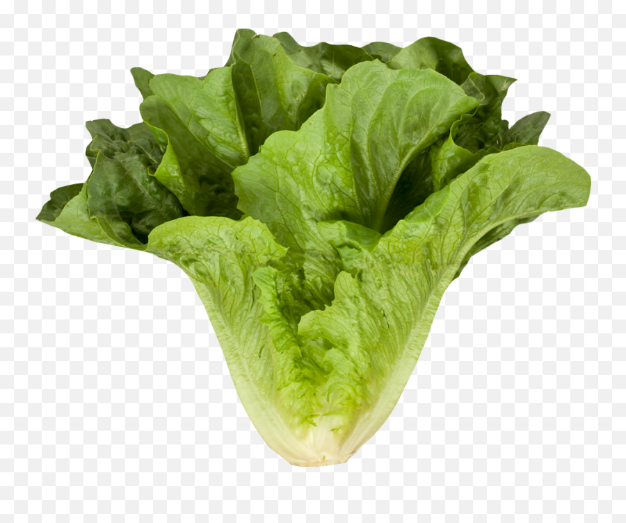 Download Romaine Cos Lettuce Png Image - Lettuce Growing Png Emoji,Salad Png