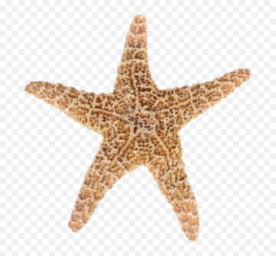 Starfish Png Clipart Free Download - Free Transparent Png Logos Emoji,Starfish Silhouette Png