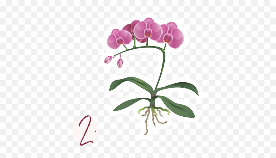 Tips And Tricks For Orchid Care Emoji,Orchid Transparent Background