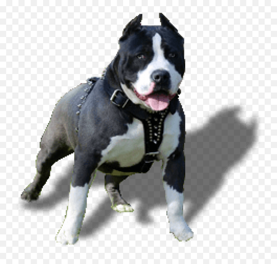 Download Free Png Download Cachorro - World Top10 Dogs Emoji,Pitbull Png