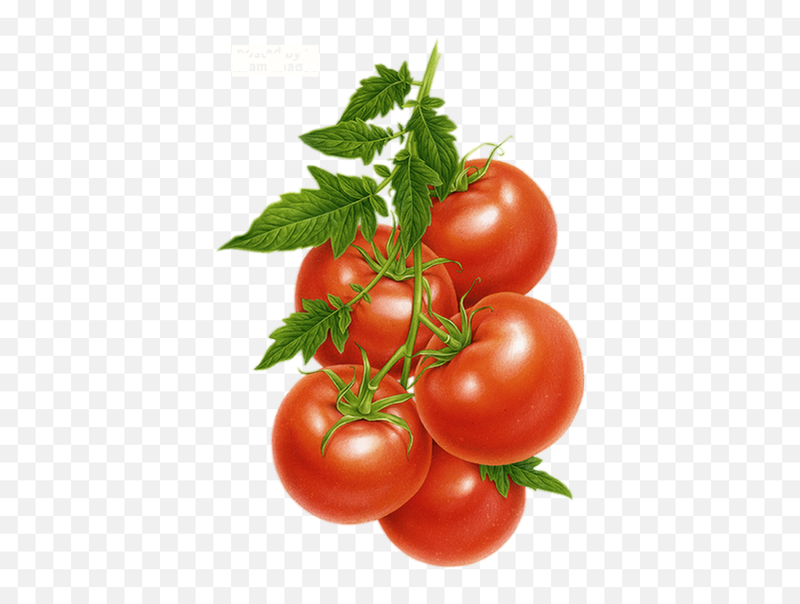 Tube Légume Tomate Png Transparent - Tomatoes Clipart Emoji,Tomatoes Clipart