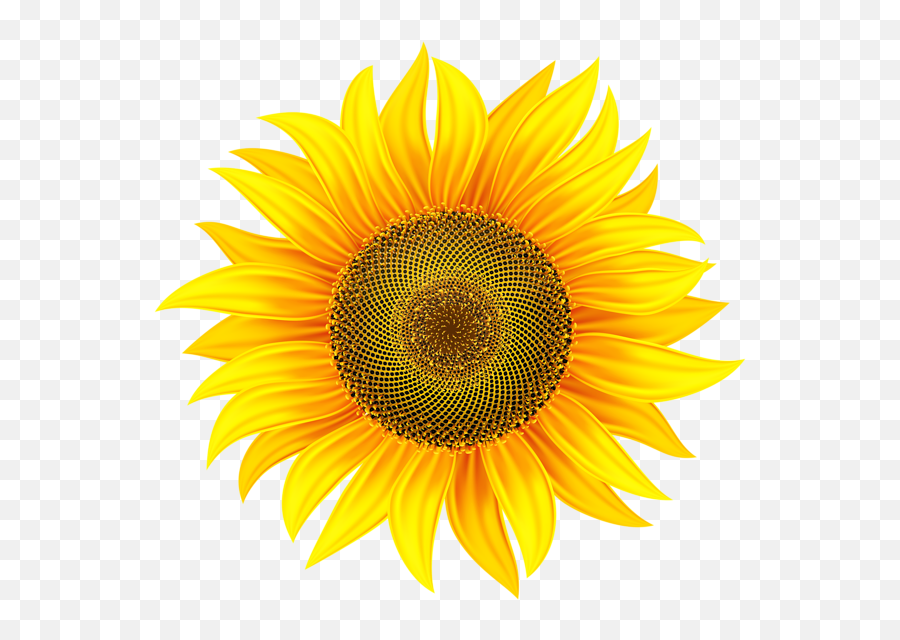 Sunflower Png Emoji,Sunflower Transparent Background