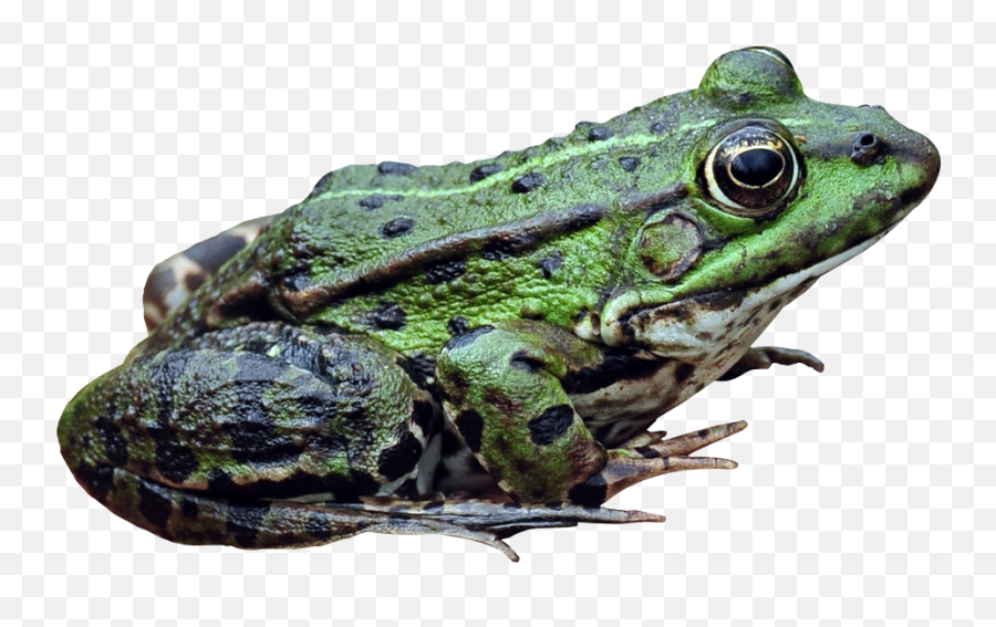 Frog Png Image - Frogs Emoji,Frog Png