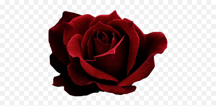 Download Hd Red Rose Transparent Png Image - Dark Red Rose Emoji,Red Rose Transparent Background