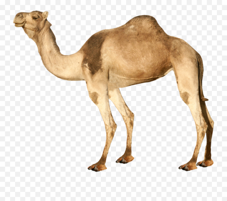 Camel Illustration Transparent Png - Stickpng Transparent Camel Emoji,Camel Clipart