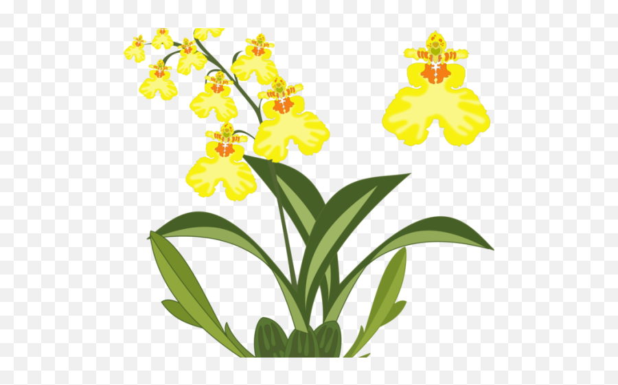 Orchid Clipart Cattleya Flower - Png Download Full Size Emoji,Orchid Transparent Background