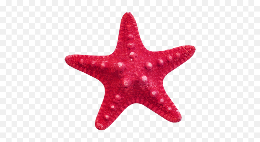 Starfish Transparent Png Image Ideas - Star Fisjh Clip Art Emoji,Starfish Clipart