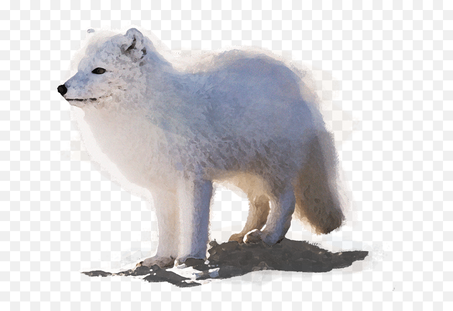 Free Snow Arctic Fox Background Png - Getintopik Arctic Fox Emoji,Snow Background Png