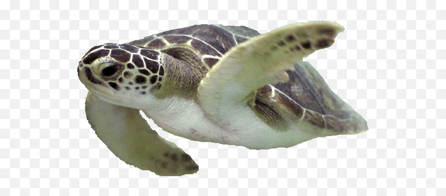 Explore And Learn Sea Turtle Exploration - Hawksbill Sea Turtle Emoji,Turtle Transparent Background
