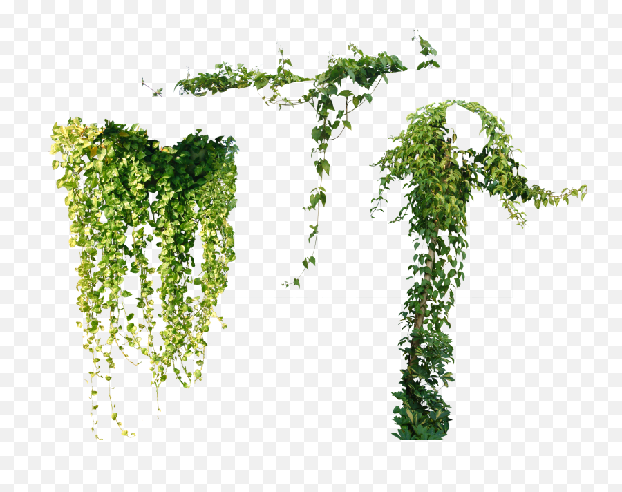 Vine Png Images Vines - Vining Plant Png Transparent Emoji,Vines Png