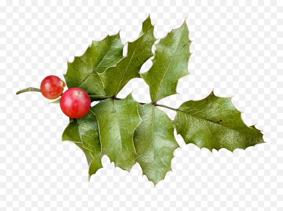 Holly Christmas - Holly Png Download 18221289 Free Emoji,Holly Transparent Background