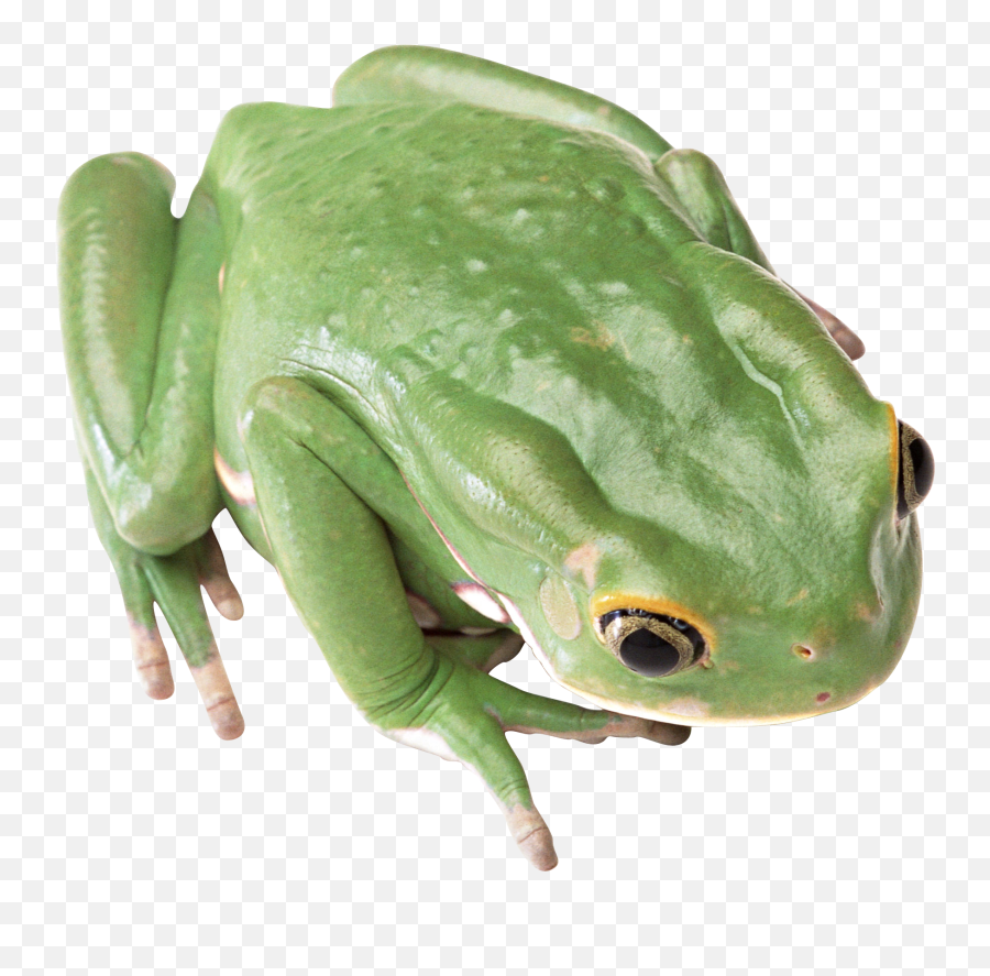 Green Frog Png - Transparent Background Frog Transparent Png Emoji,Frog Png