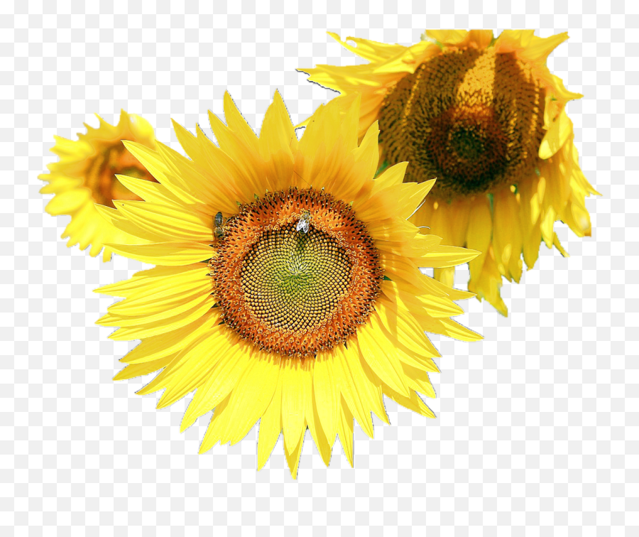 Isolatedsunflowerplantnatureclose - Free Image From Emoji,Watercolor Sunflower Png