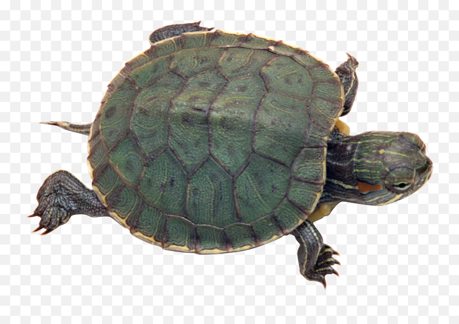 Turtle Png Images - Turtles Emoji,Turtle Png