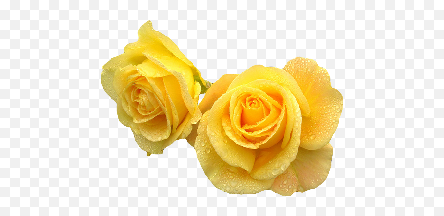 Yellow Roses Transparent Background Png - Transparent Background Yellow Flower Crown Transparent Emoji,Roses Transparent