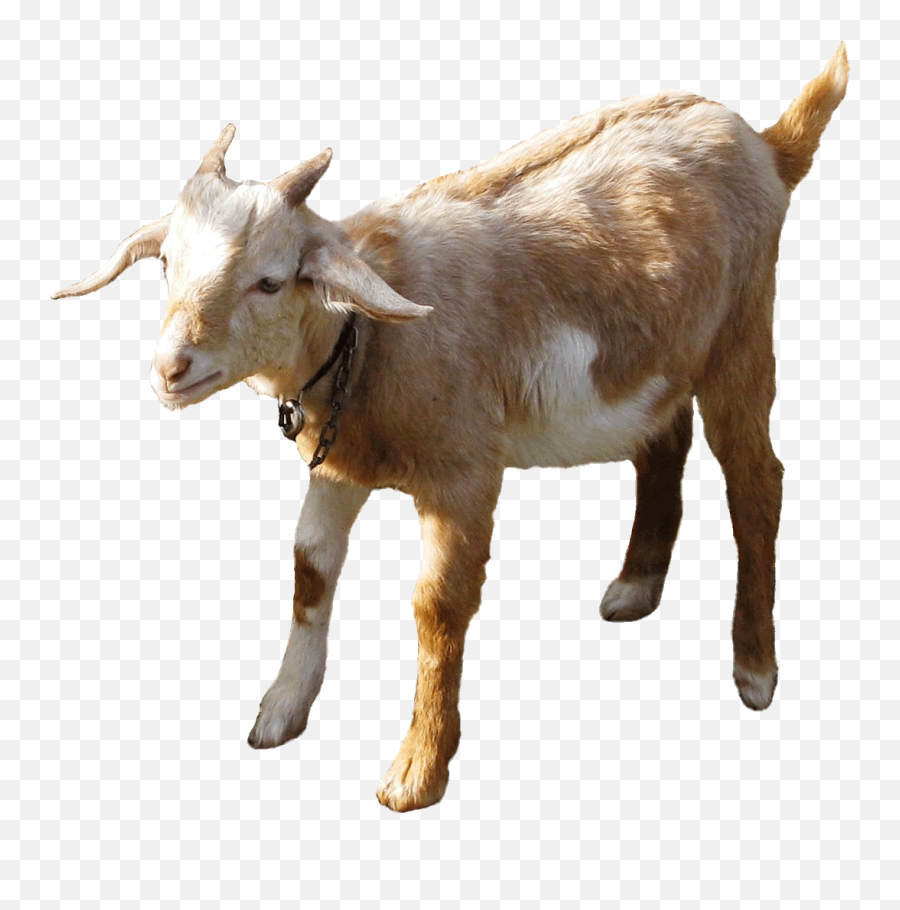 Instant Access To Market Your Meat Goats Ebook From Customer - Animated Goat Gif Transparent Background Emoji,Market Clipart