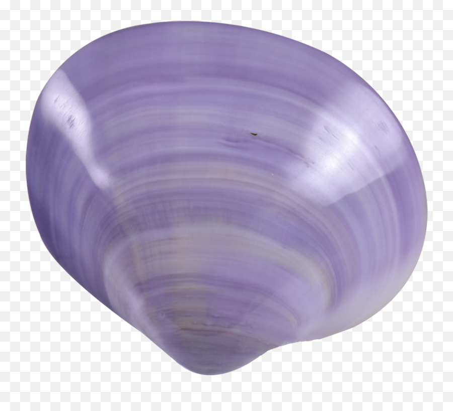 Baltic Clam - Sphere Transparent Cartoon Jingfm Purple Clam Shell Pearl Emoji,Clam Clipart
