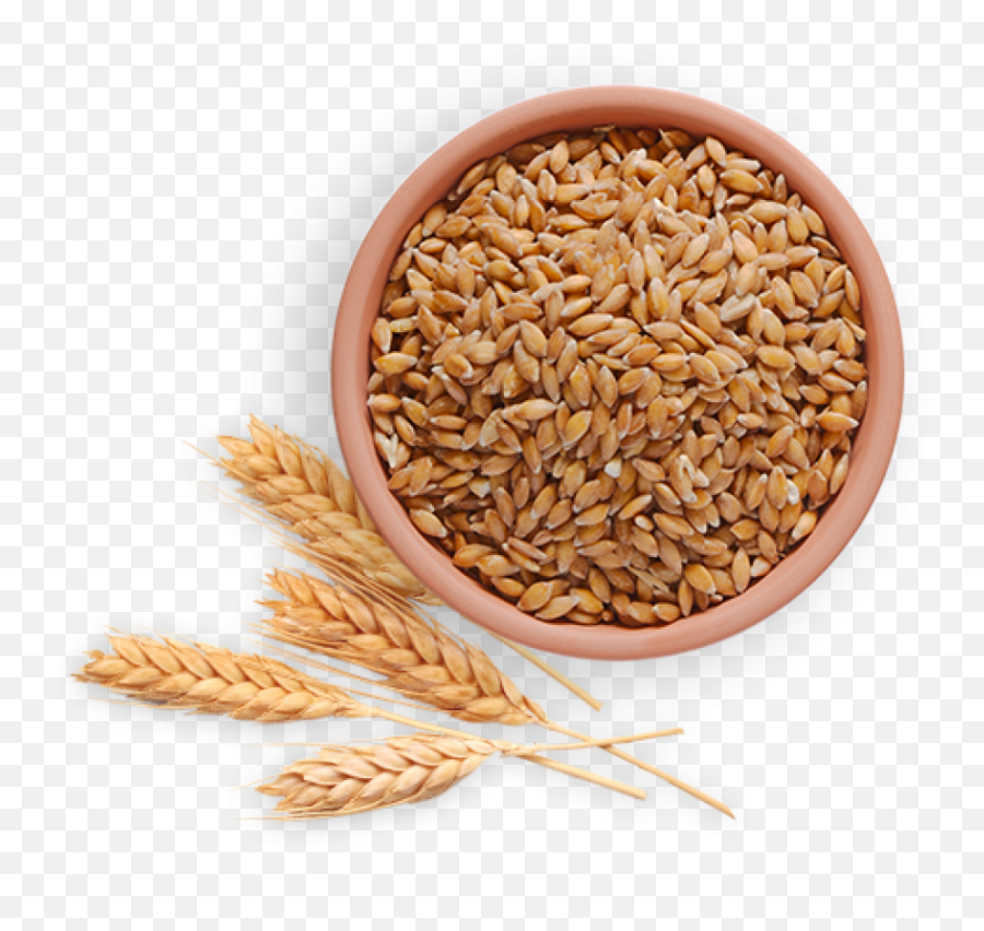 Wheat Png Images Background Png - Grains Wheat Png Emoji,Wheat Png