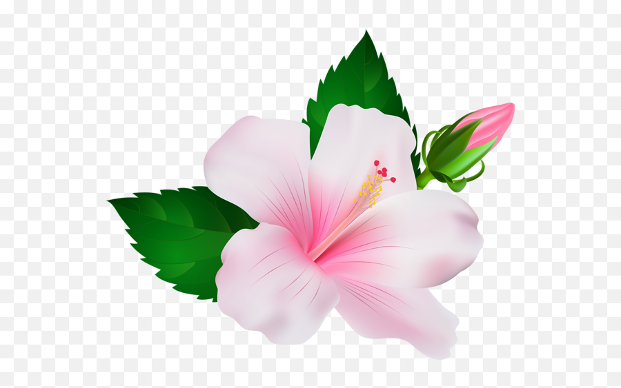 Hibiscus Png Image - Transparent Background Pink Hibiscus Clipart Emoji,Hibiscus Transparent