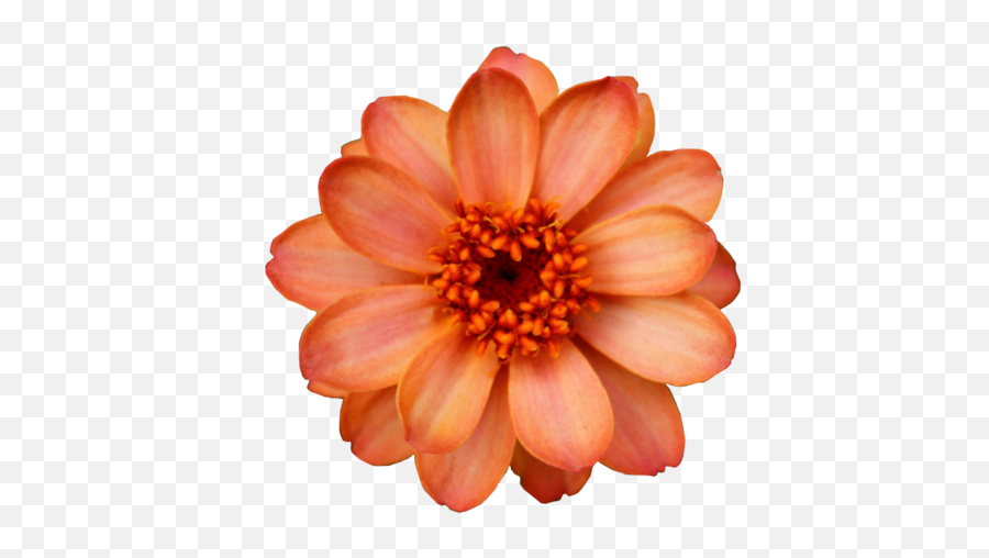 Download Hd Flowers Png Tumblr - Flower Transparent Aesthetic Orange Flowers Transparent Emoji,Tumblr Flowers Transparent