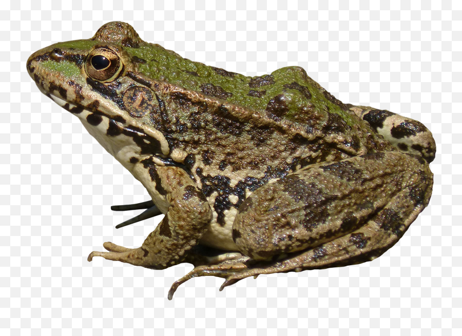 Download Frog Png Image For Free - Frog Png Emoji,Frog Png