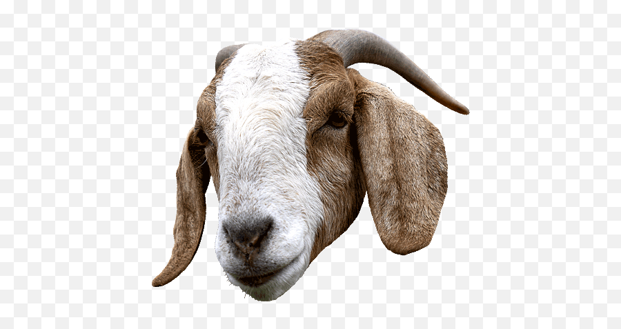 Goat Bracket Capital One U2014 Tj Vining Emoji,Goat Head Png