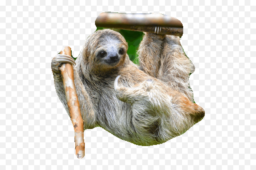 Best Two Toed Sloth Gifs Gfycat Emoji,Transparent Sloth