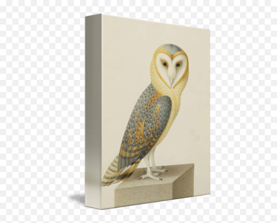 Joseph Nicolas Robertfleurya Barn Owl Tyto Alba By Fine Masterpiece Emoji,Barn Owl Png