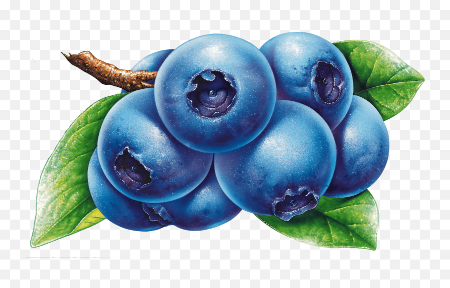 Blueberries Drawing Transparent Png Emoji,Blueberry Clipart