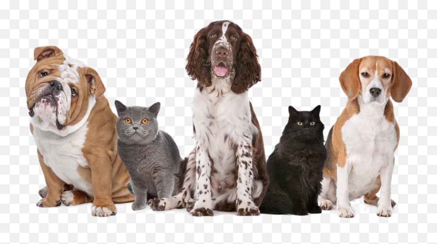 Dog Png Transparent Image Png Download - Dogs And Cats Emoji,Dog Png