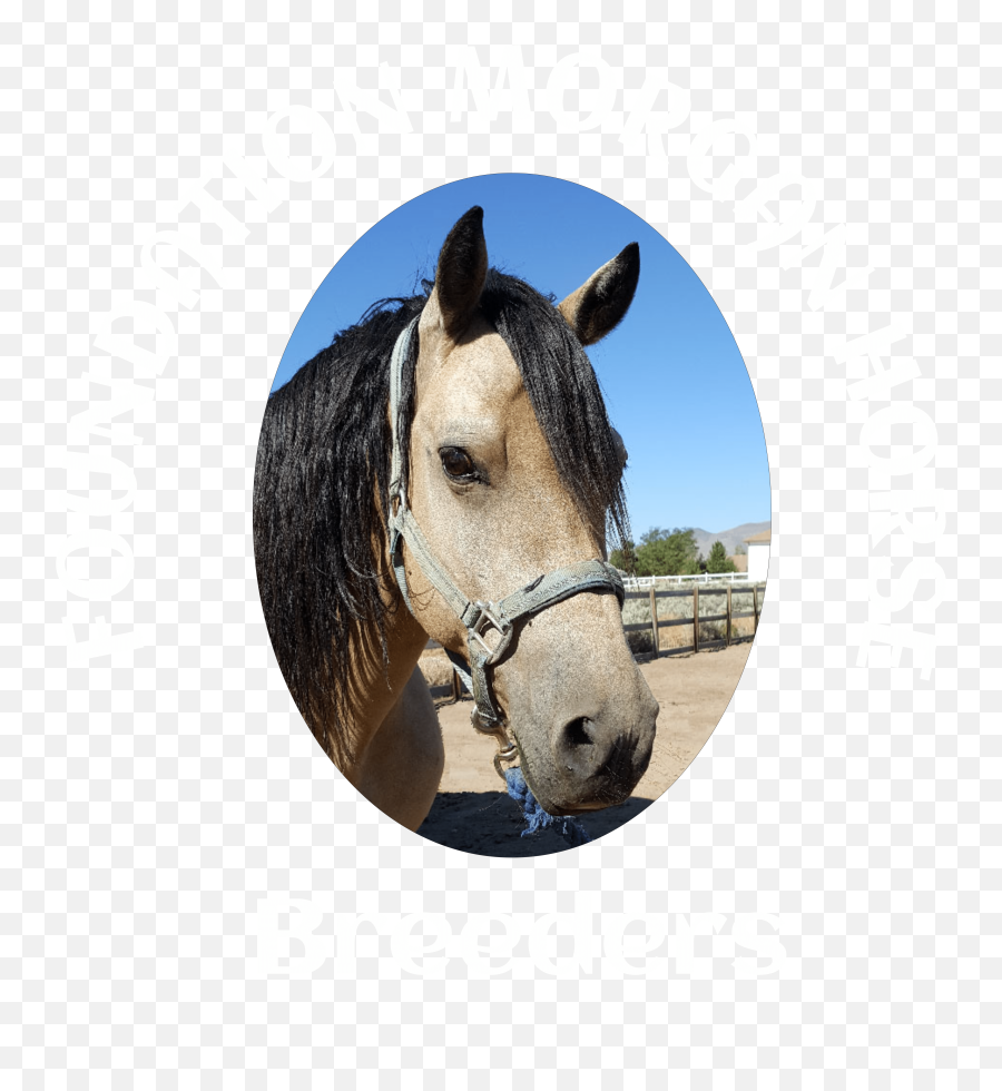 Home - Halter Emoji,Horse Logo