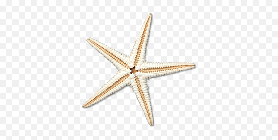 Sea Star Png Transparent Image Png Arts - Deniz Yildizi Png Emoji,Star Transparent