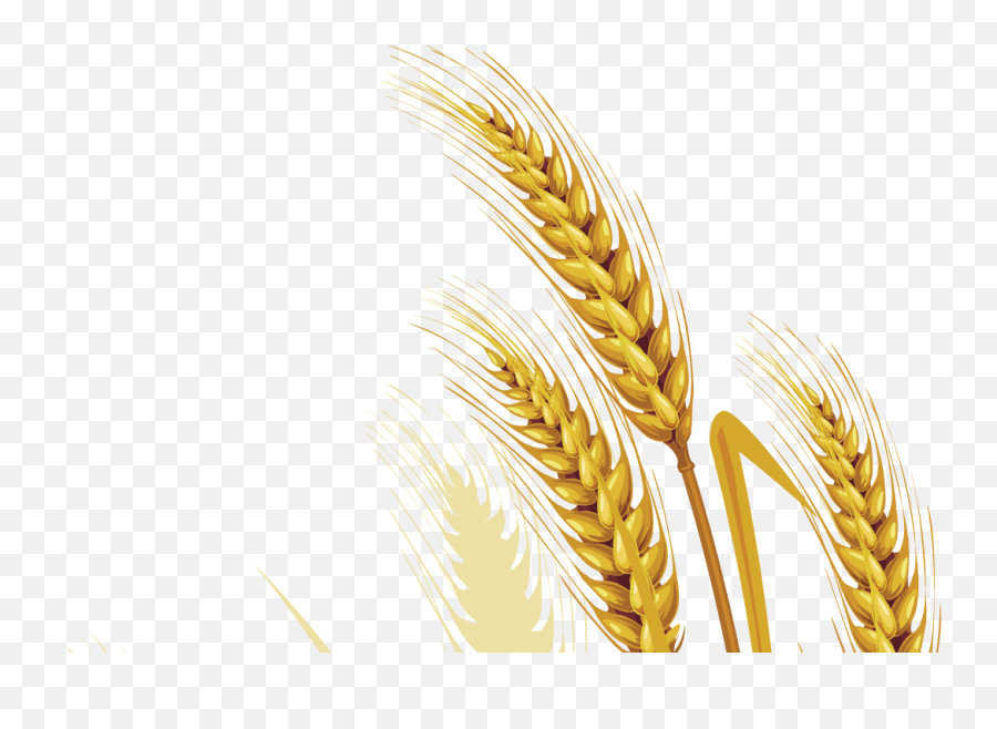 Wheat Png Picture - Wheat Emoji,Wheat Png