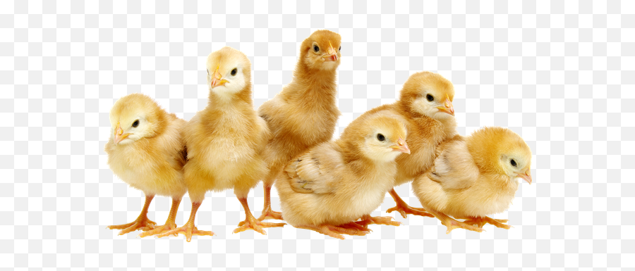 Everything Improves With More Resilient Animals - Hendrix Day Old Chicks Png Emoji,Transparent Animals