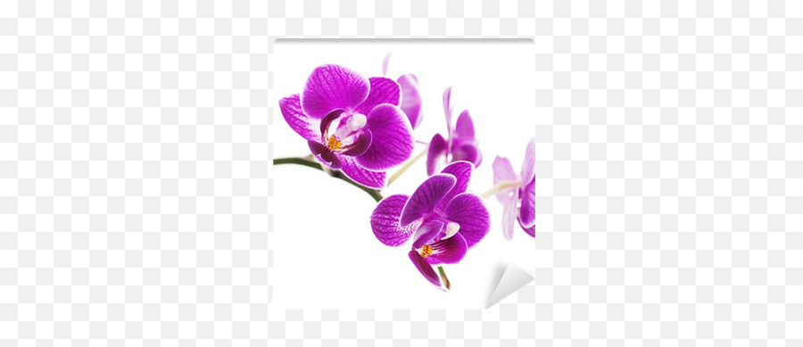 Rare Purple Orchid Isolated On White Background Wall Mural Emoji,Orchid Transparent Background