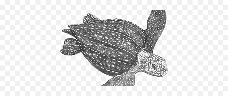 Download Clip Art Library Drawing Turtle Leatherback - Clipart Of Leatherback Sea Turtle Emoji,Turtle Png