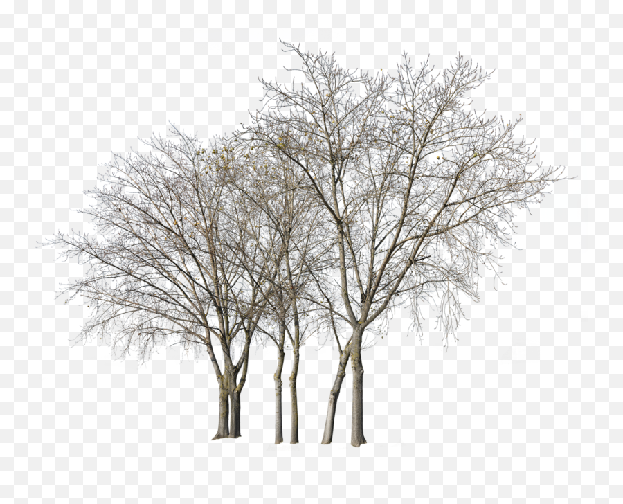 Cutout Trees - Group Of Trees Winter Png Emoji,Tree Transparent